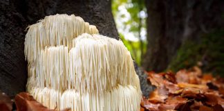 Lion’s Mane Side Effects, Dosage & How Long Before Results